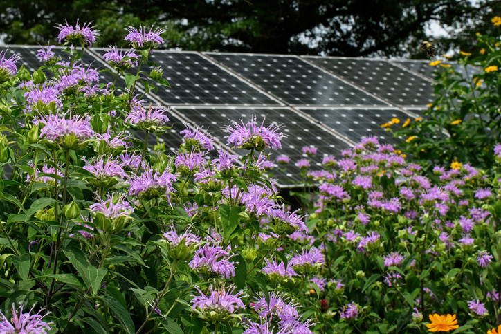 Solar Array Weeds